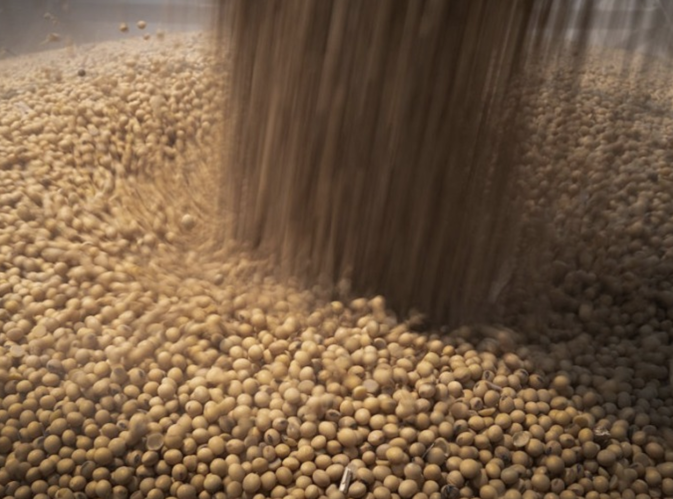 China Suspends Rare-Earth Controls, Restores US Soybean and Timber Imports