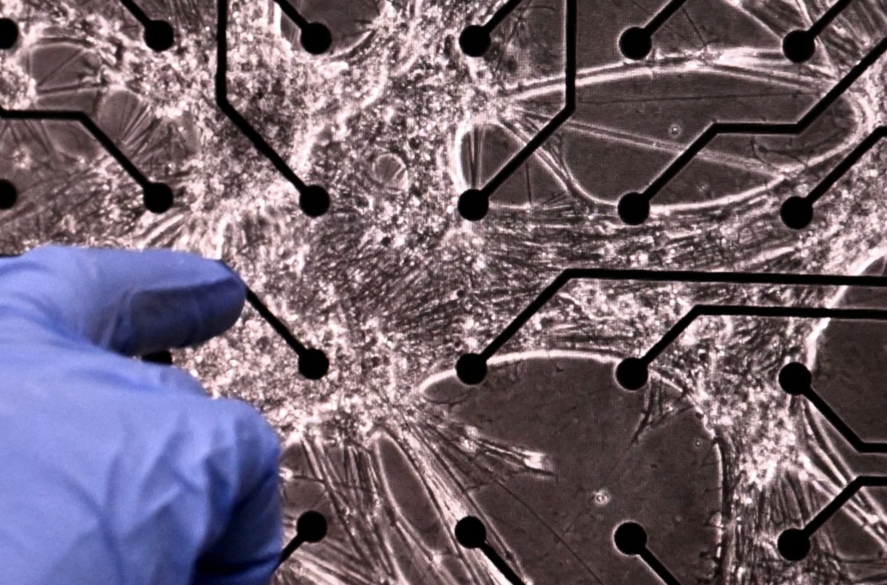 Human Brain Cells Grown on a Chip Level Up to Play 'Doom'