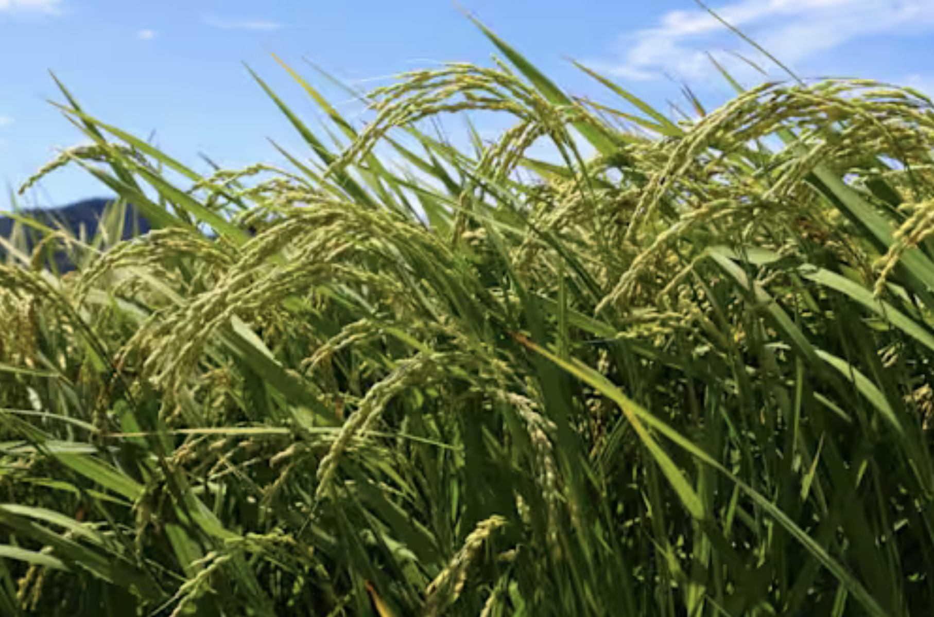 Japan rice glut sends prices tumbling 40%, below production cost