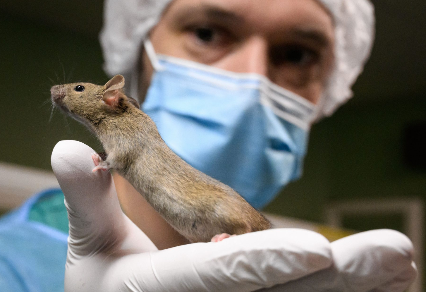 Stanford Scientists Grow Functioning Human Brain Tissue Inside Mice